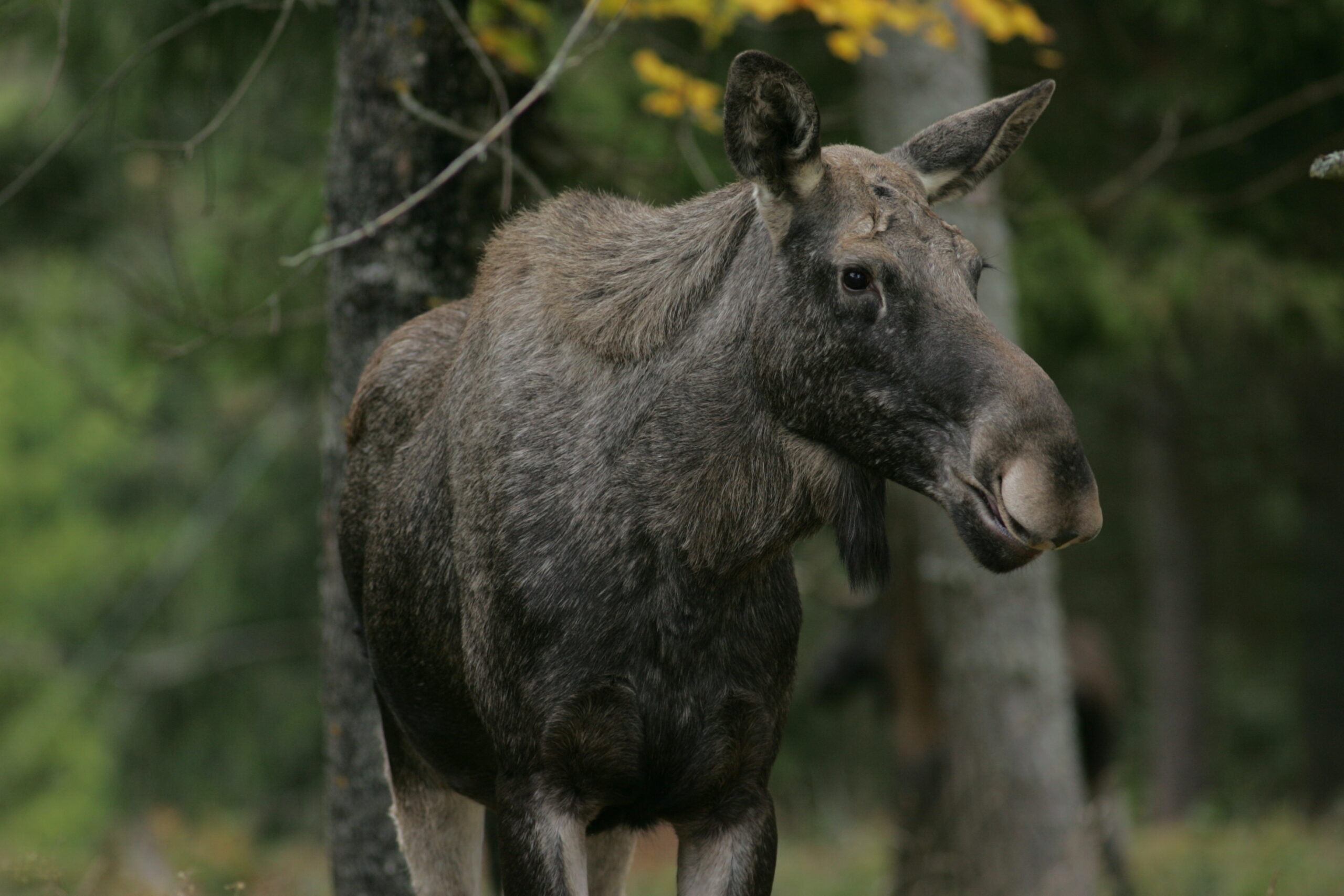 Du visar för närvarande Utbildning i tillsyn av älghägn/älgparker