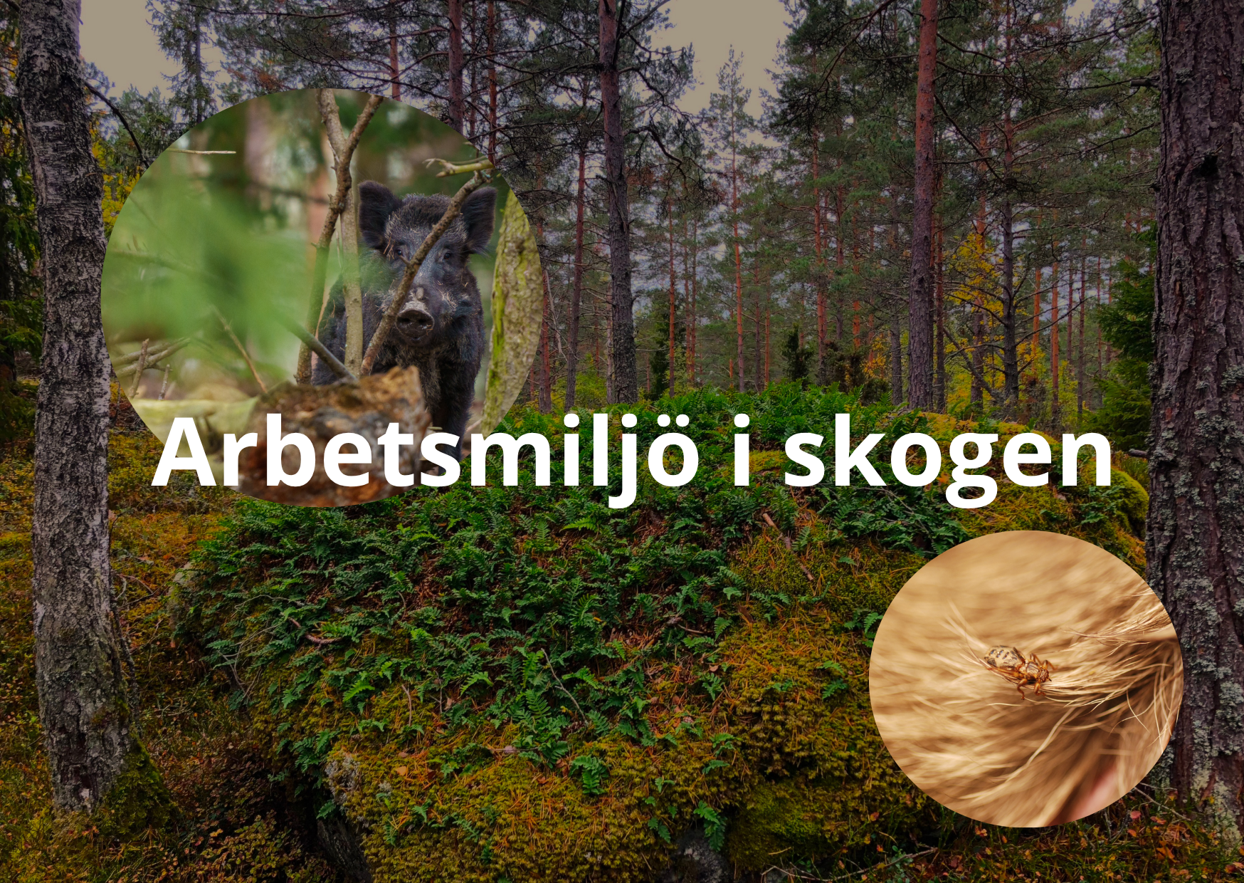 Du visar för närvarande Arbetsmiljöutbildning för ensamarbete i skog och mark